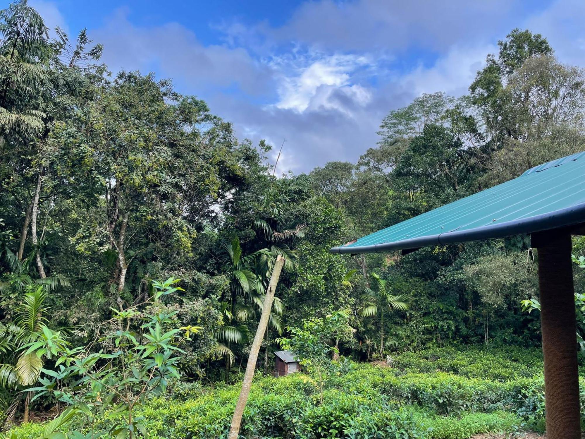 Rainforest Cabin Денияйя Экстерьер фото