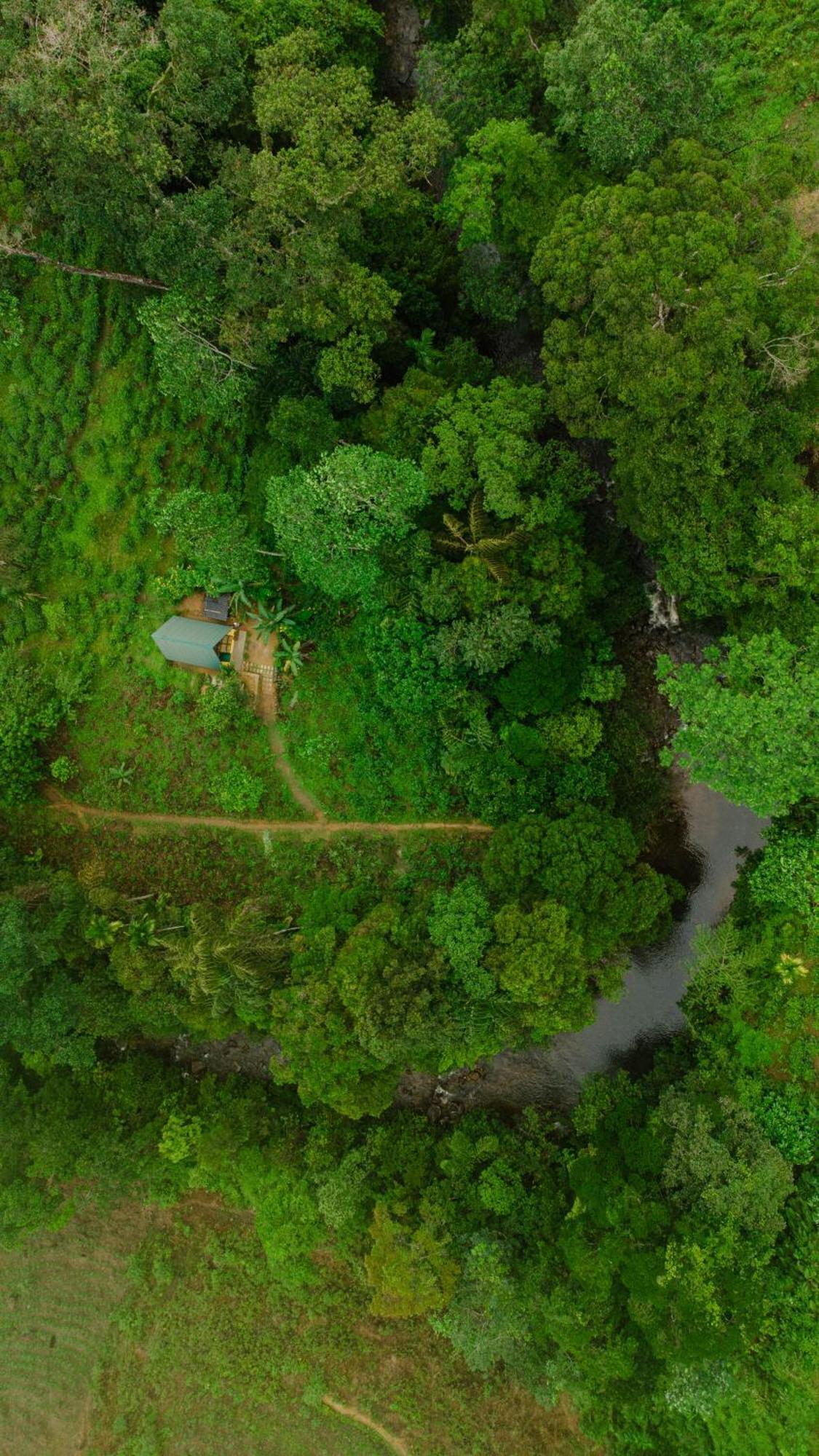 Rainforest Cabin Денияйя Экстерьер фото