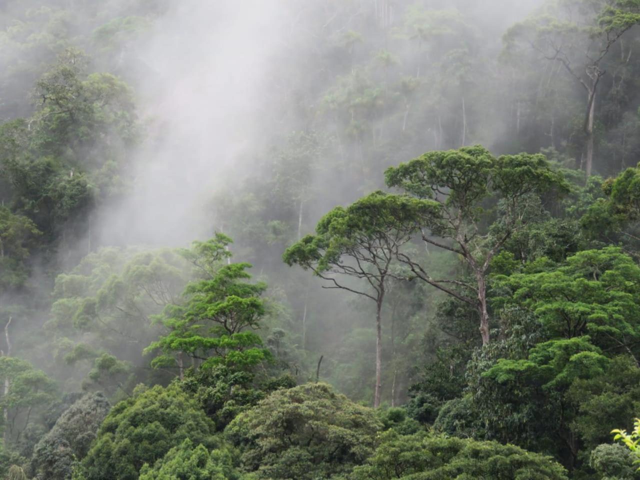Rainforest Cabin Денияйя Экстерьер фото