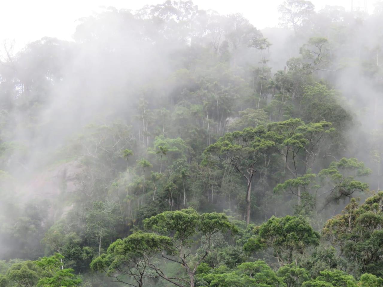 Rainforest Cabin Денияйя Экстерьер фото